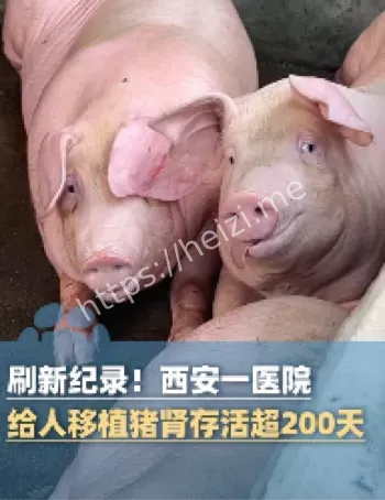 猪肾移植技术突破